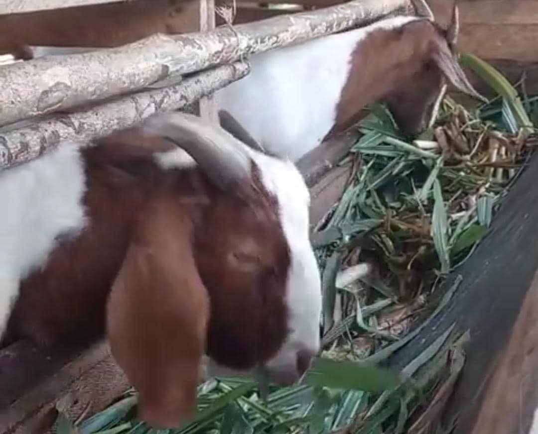 Penjualan kambing di Sekayu meningkat jelang Iduladha.