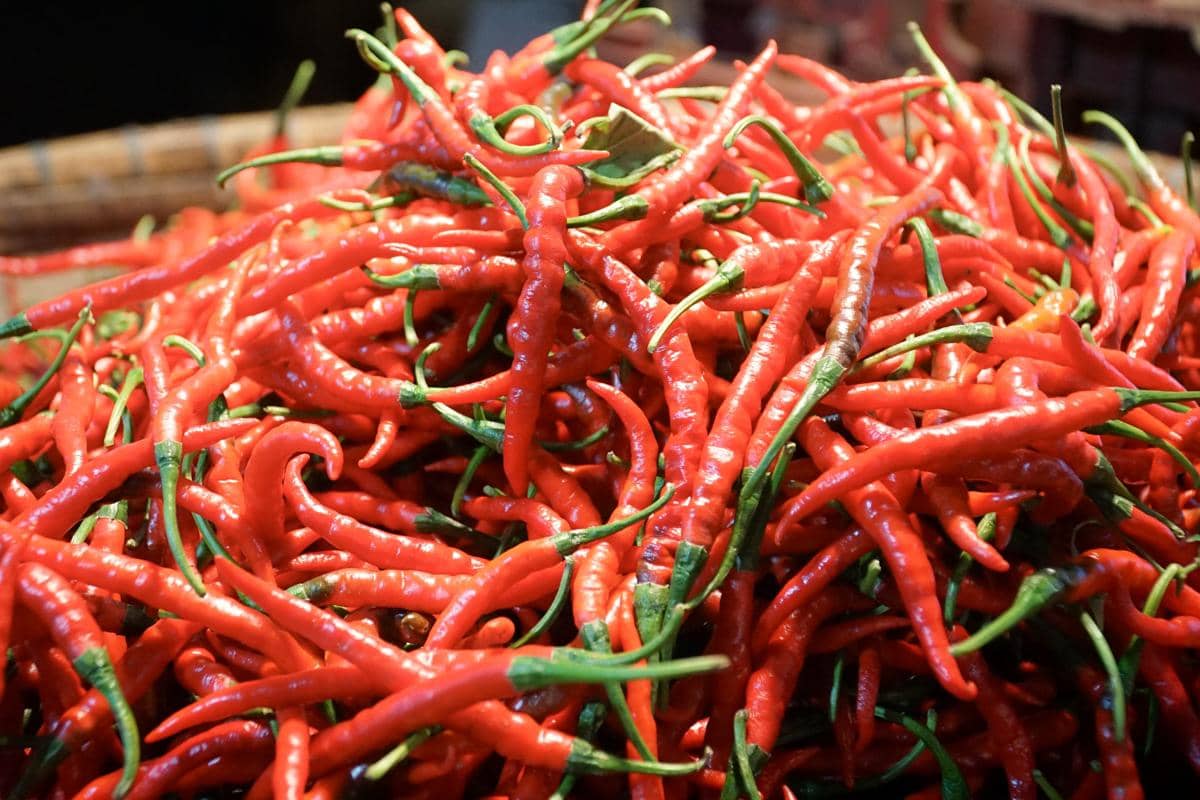 Harga Cabai Merah di Medan Meroket Jelang Idul Adha
