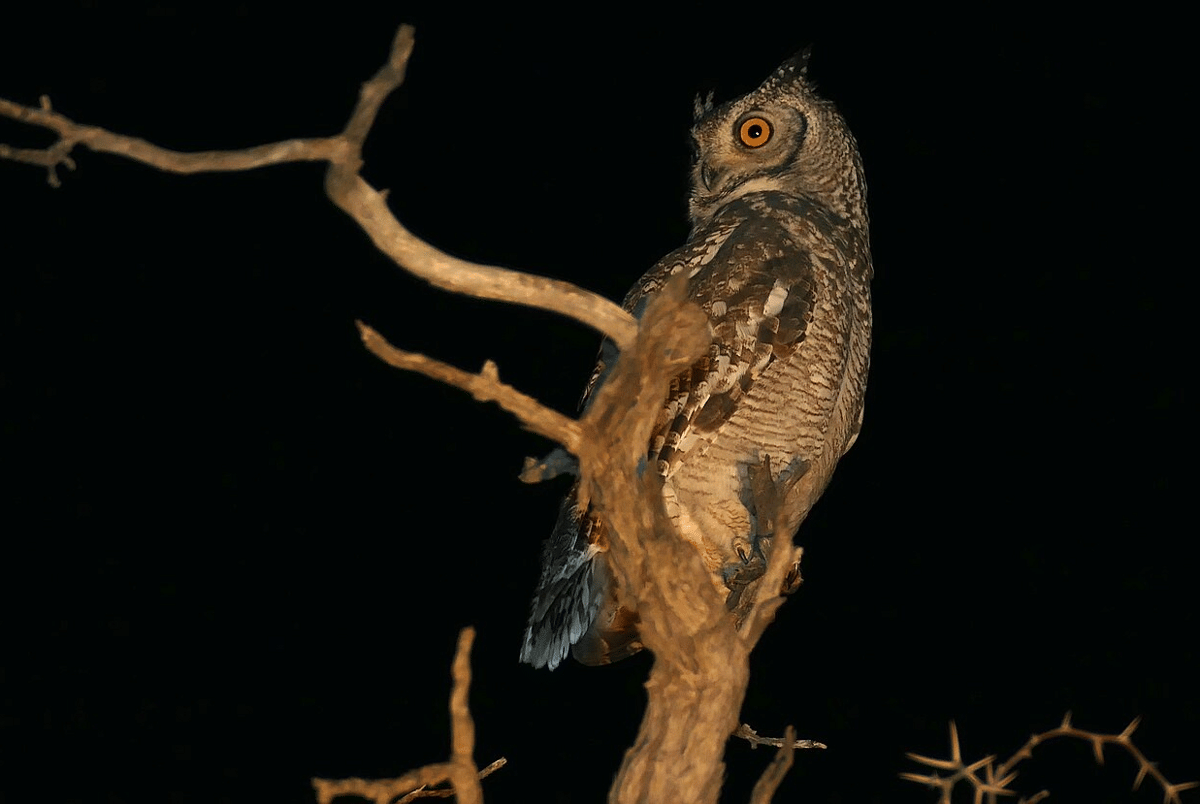 burung hantu elang berbintik