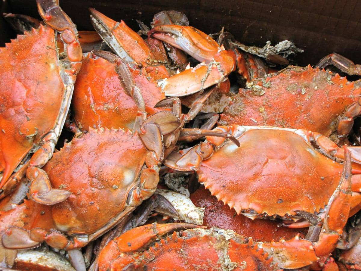ilustrasi makanan berbahan kepiting