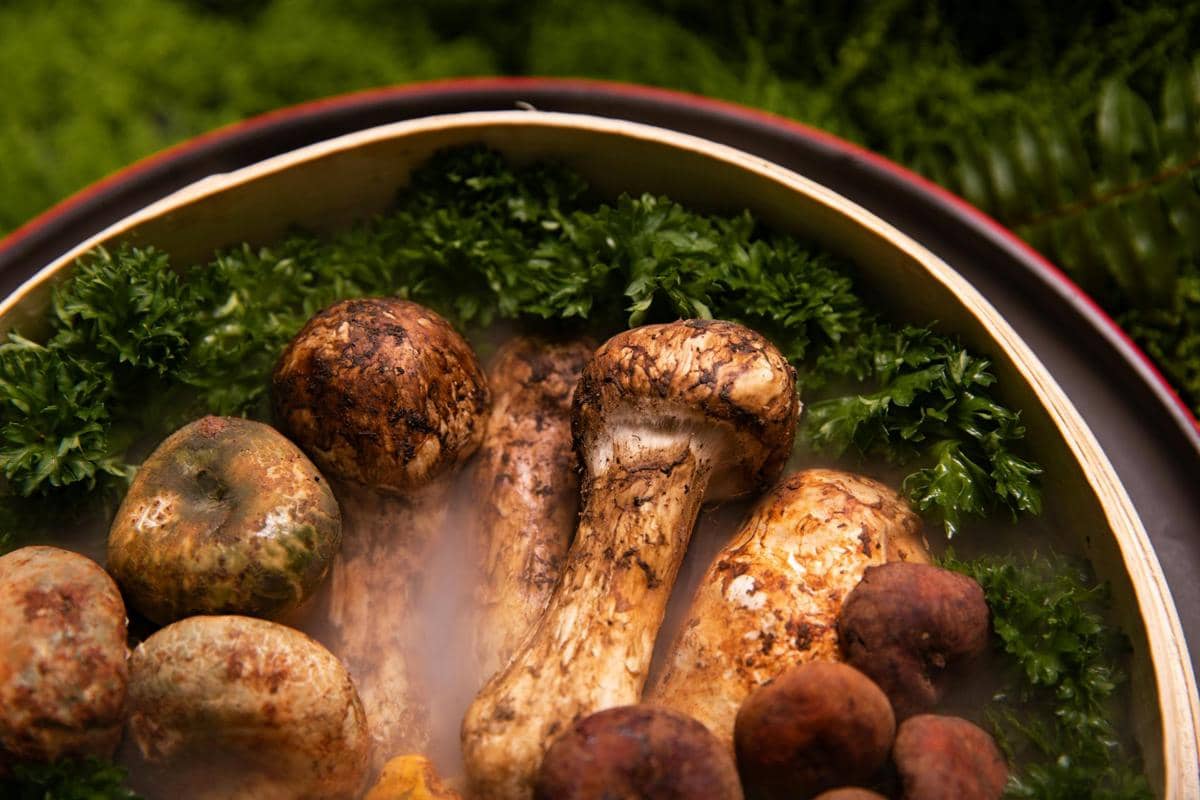 ilustrasi matsutake
