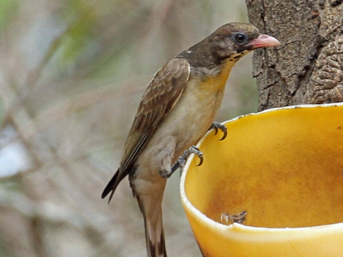 5 Fakta Unik Greater Honeyguide, Suka Mengajak Manusia Berburu Madu!