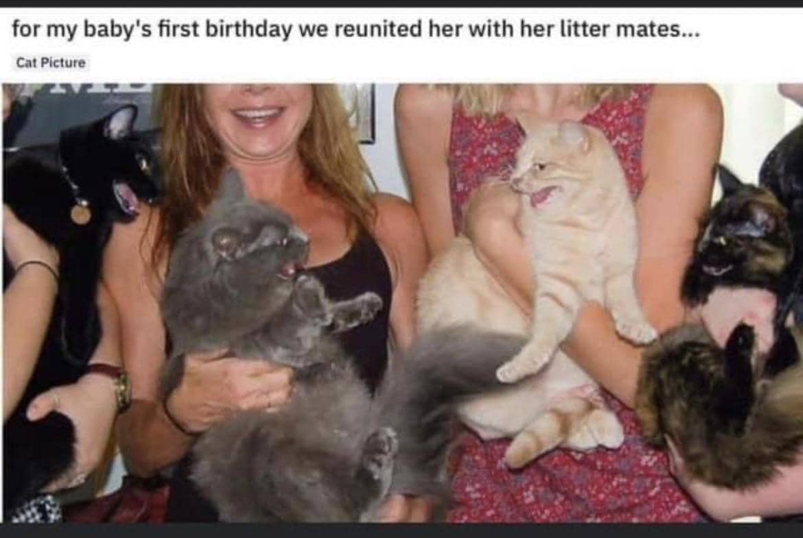 8 Meme Kucing tentang Ulang Tahun, Malah Bete hingga Berantem