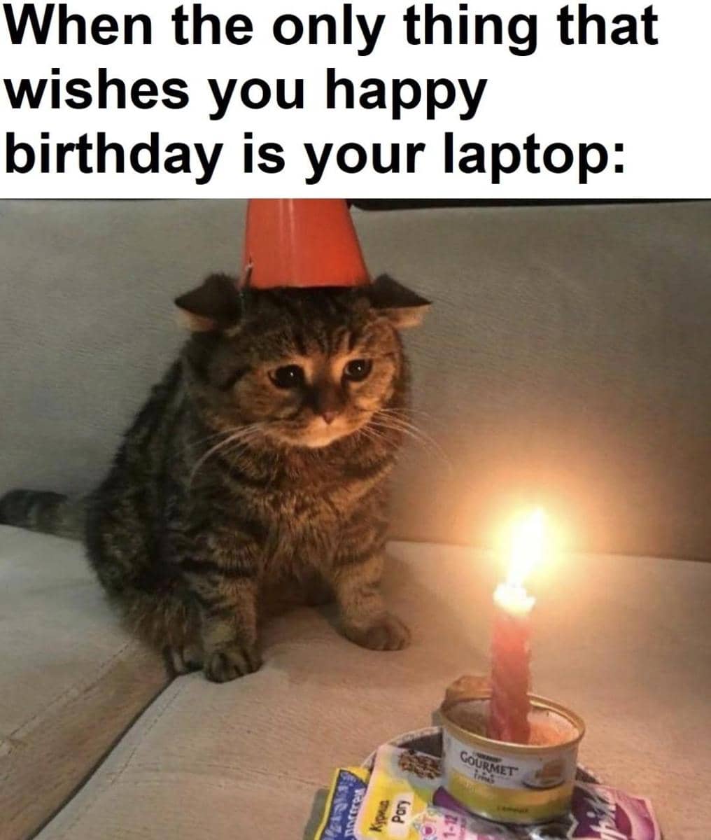 Seekor kucing memakai topi ulang tahun duduk di depan lilin menyala di atas makanan kucing kaleng dengan ekspresi sedih.