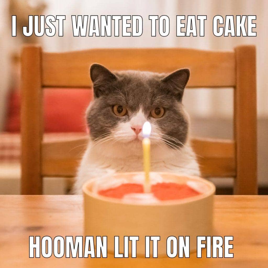 Seekor kucing duduk di depan kue ulang tahun dengan lilin menyala di atas meja, menatap lurus dengan ekspresi lucu.