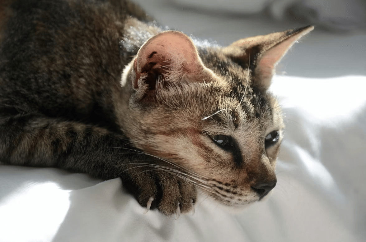 kucing sedih