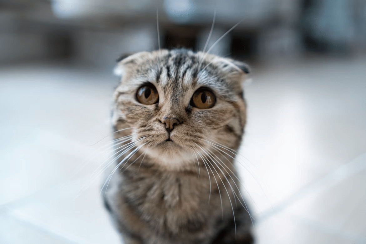 kucing sedih