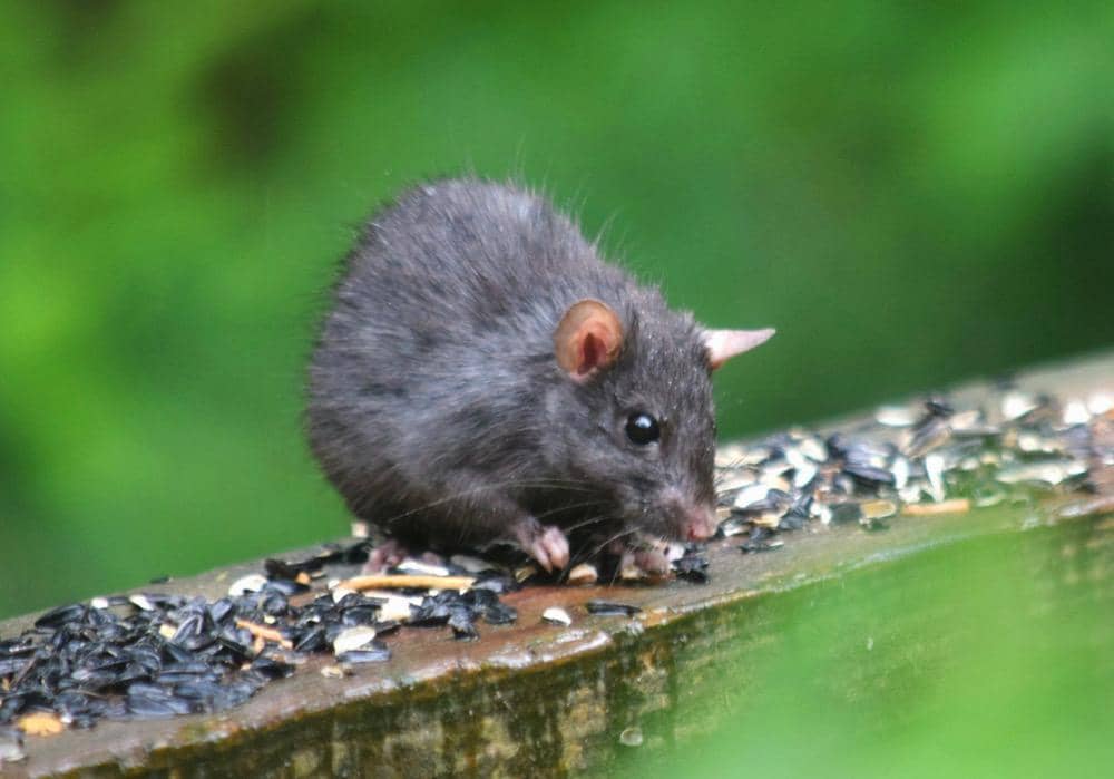 Kenapa Kotoran Tikus Bisa Sangat Berbahaya bagi Manusia?
