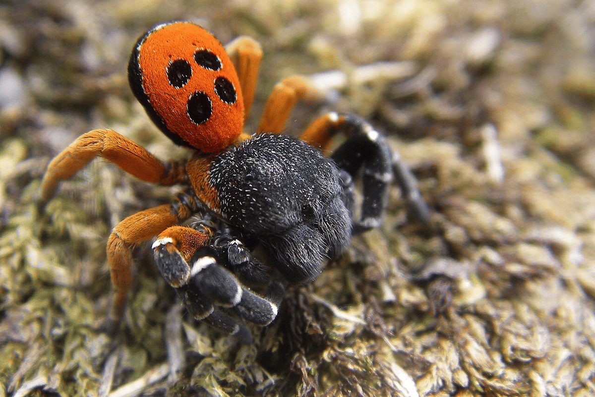 laba-laba ladybird