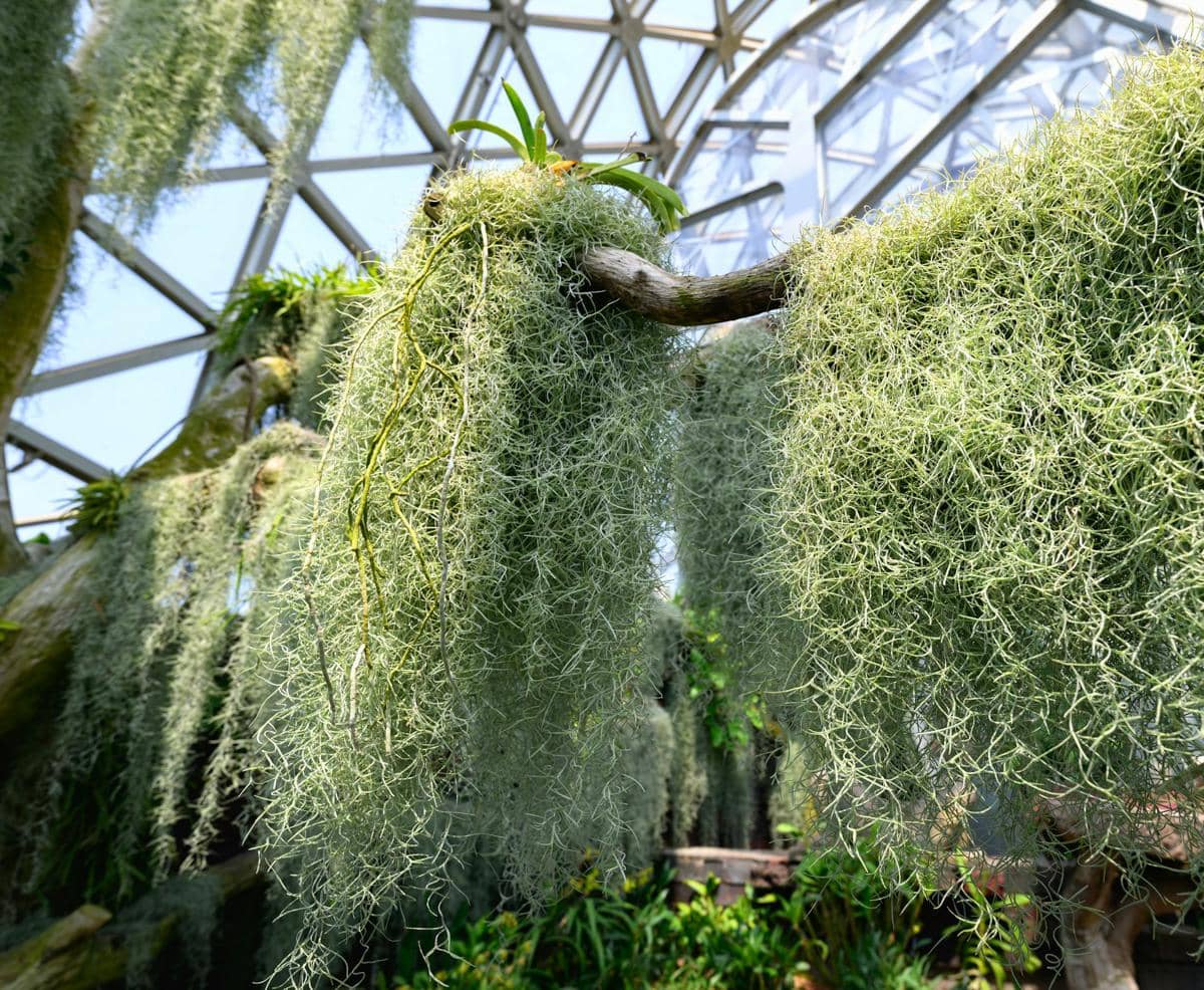 ilustrasi spanish moss