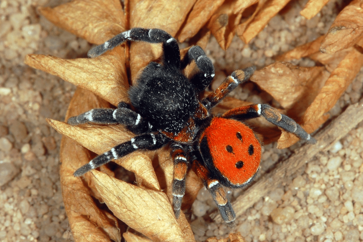 5 Fakta Unik Laba-Laba Ladybird, Bikin Koloni di Dalam Tanah