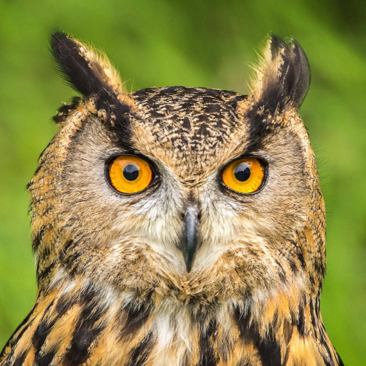 Burung hantu dengan mata oranye terang menatap tajam ke arah kamera dengan latar belakang hijau lembut.