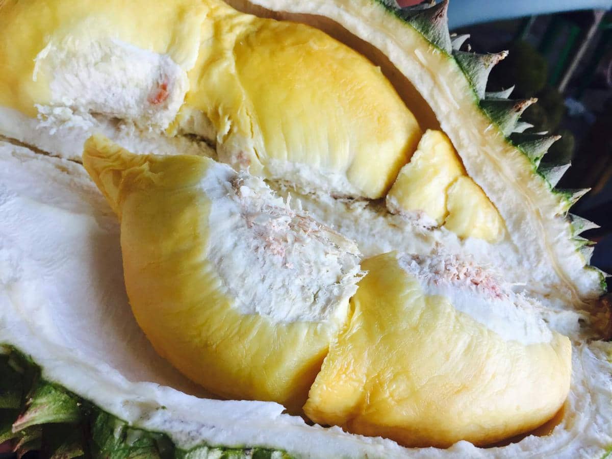Cara Menghilangkan Bau Durian di Kulkas Menggunakan Ampas Kopi