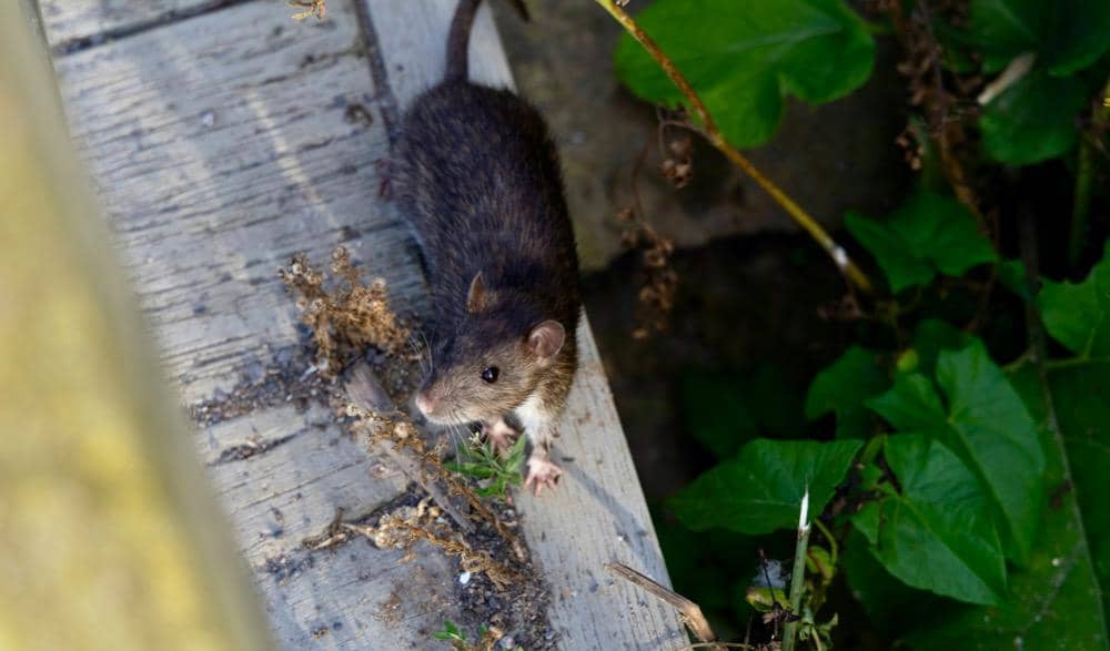 ilustrasi tikus sedang berjalan di luar ruangan