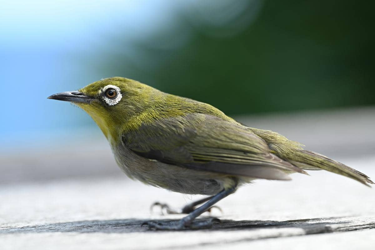 lingkar putih di sekitar mata menjadi ciri khas utama Warbling White-eye. (unsplash.com/Genevieve Curry)