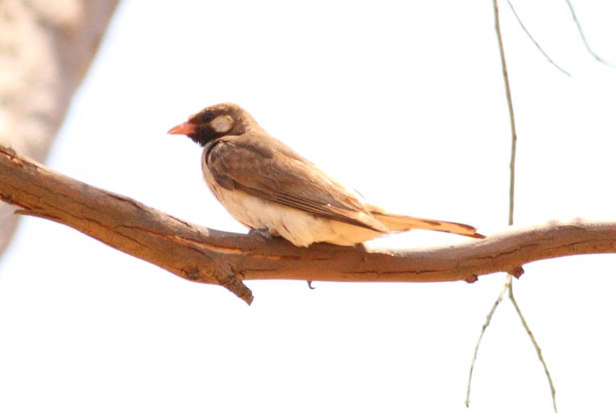 Burung greater honeyguide