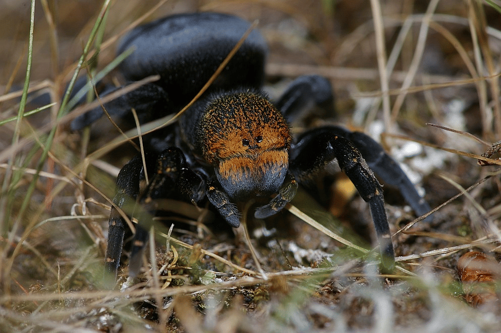 laba-laba ladybird