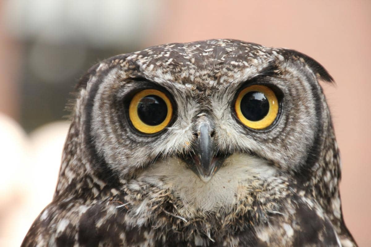 Kenapa Burung Hantu Jadi Simbol Ilmu Pengetahuan? Ini Jawabannya!