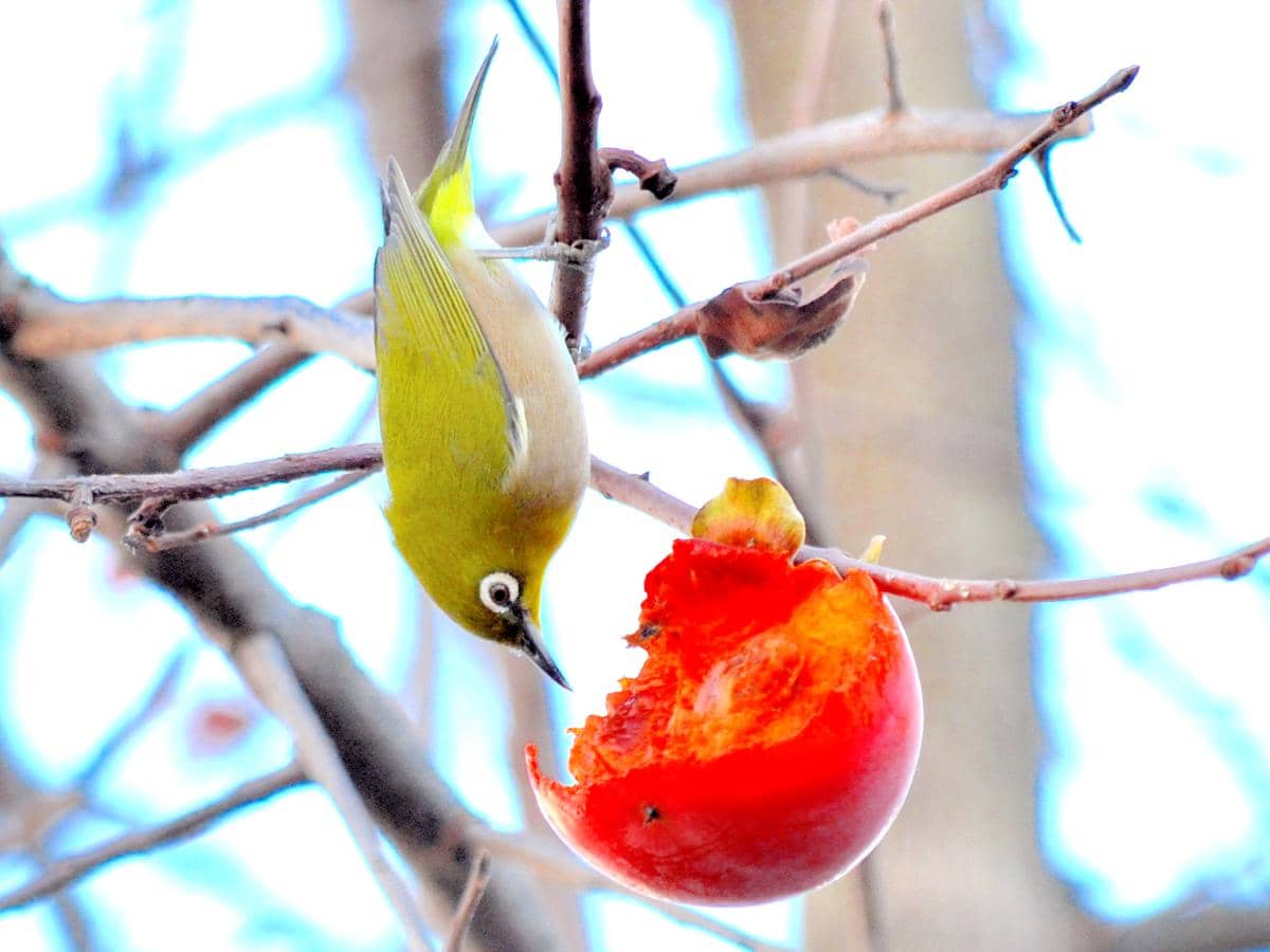 Warbling White-eye membantu penyebaran benih melalui buah-buahan yang mereka konsumsi.