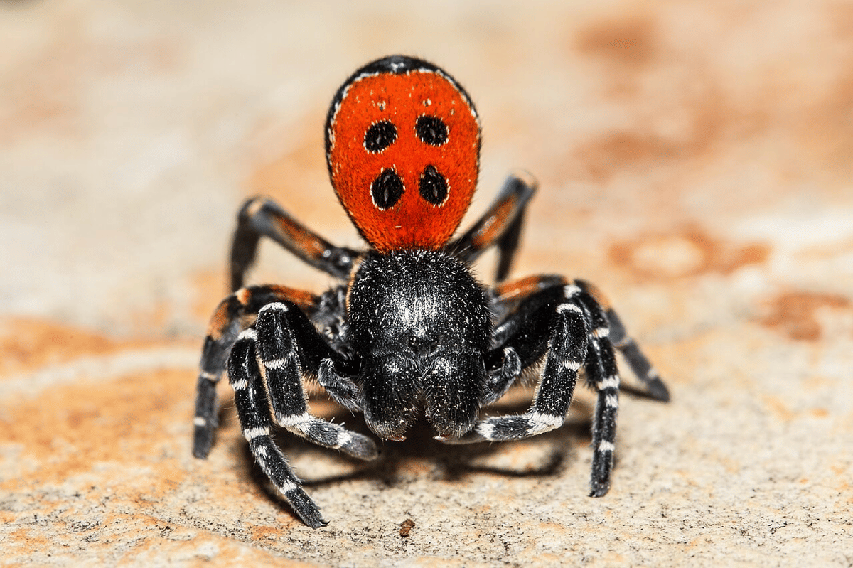 laba-laba ladybird