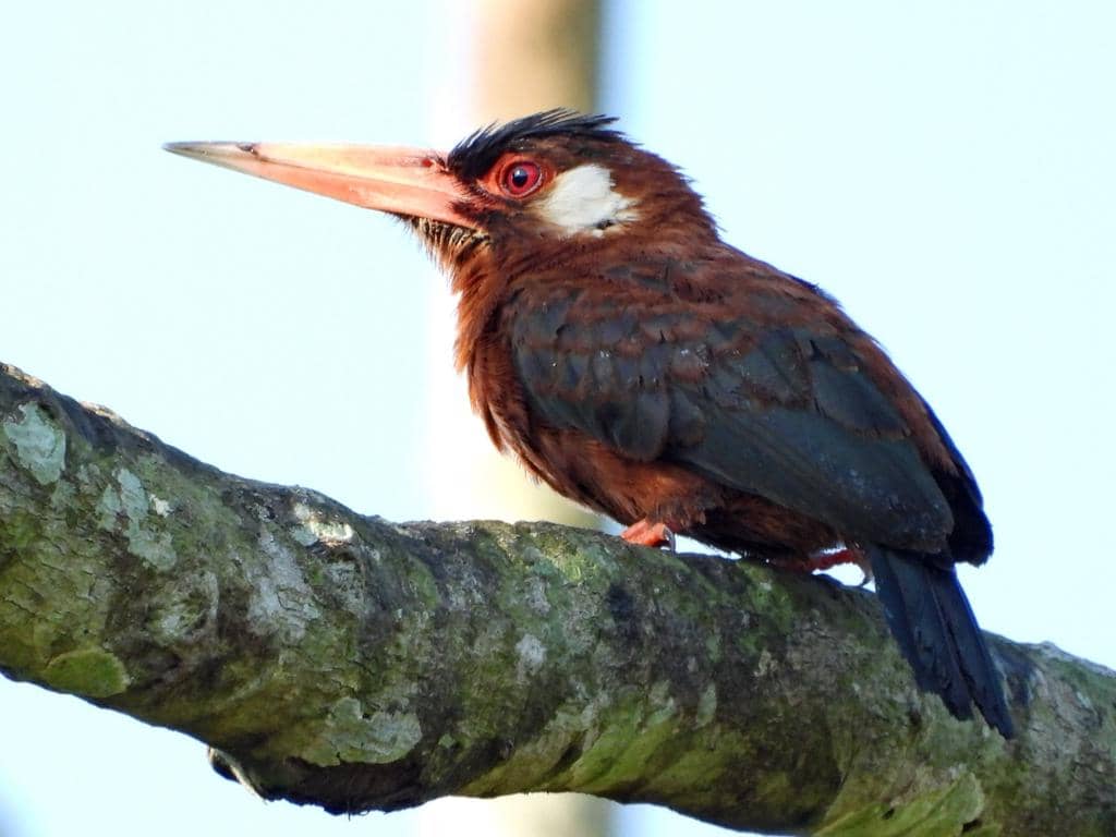 5 Fakta White Eared Jacamar, Jakamar Telinga Putih dari Hutan Amazon