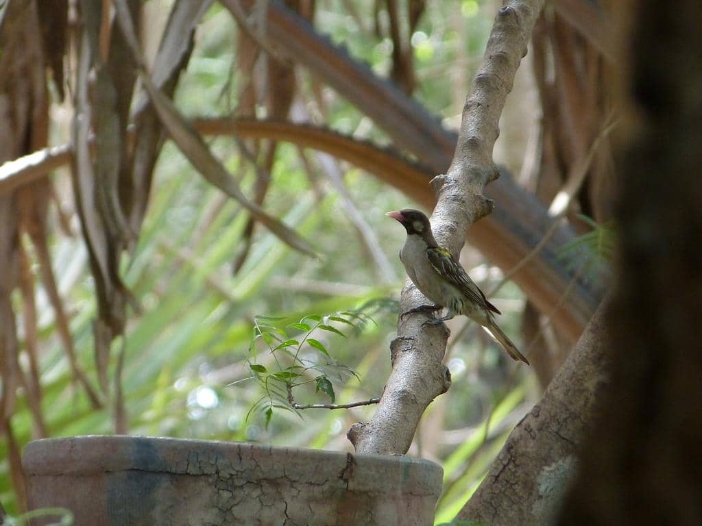 Burung greater honeyguide