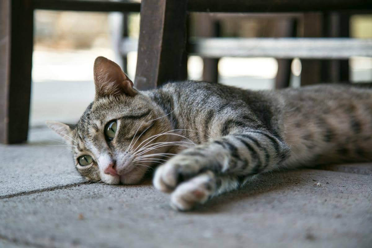 kucing sedih
