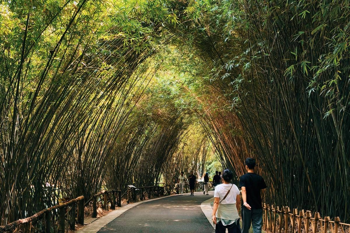 Ilustrasi lorong hutan bambu hijau dengan suasana teduh dan alami.