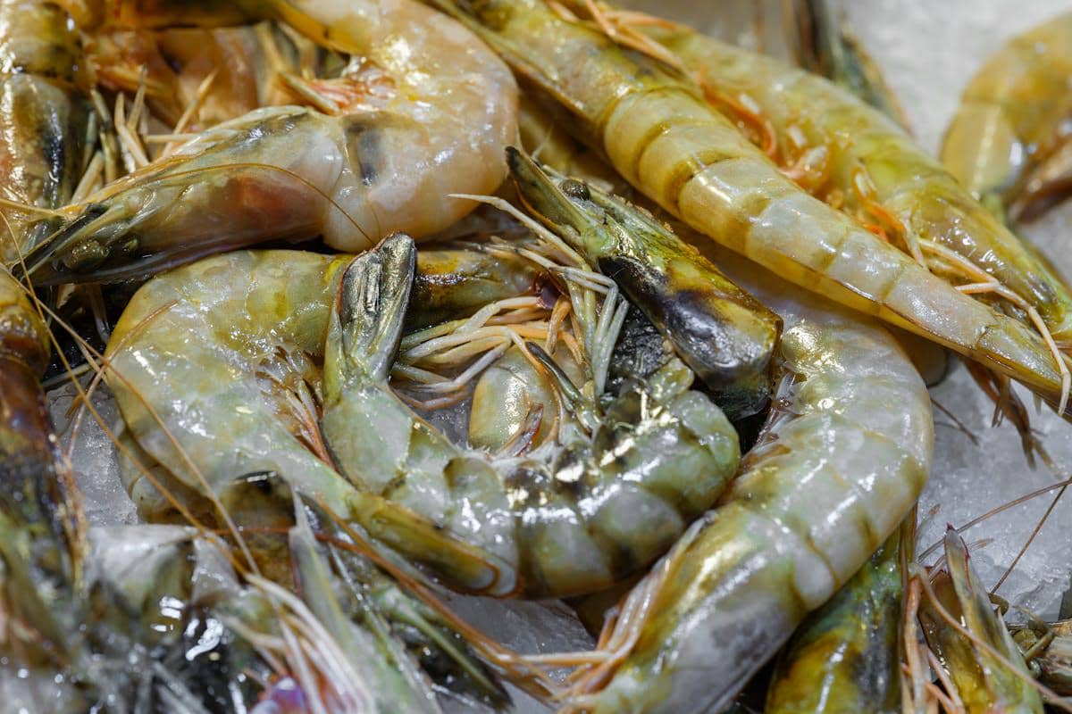 ilustrasi kepala udang yang mulai menghitam