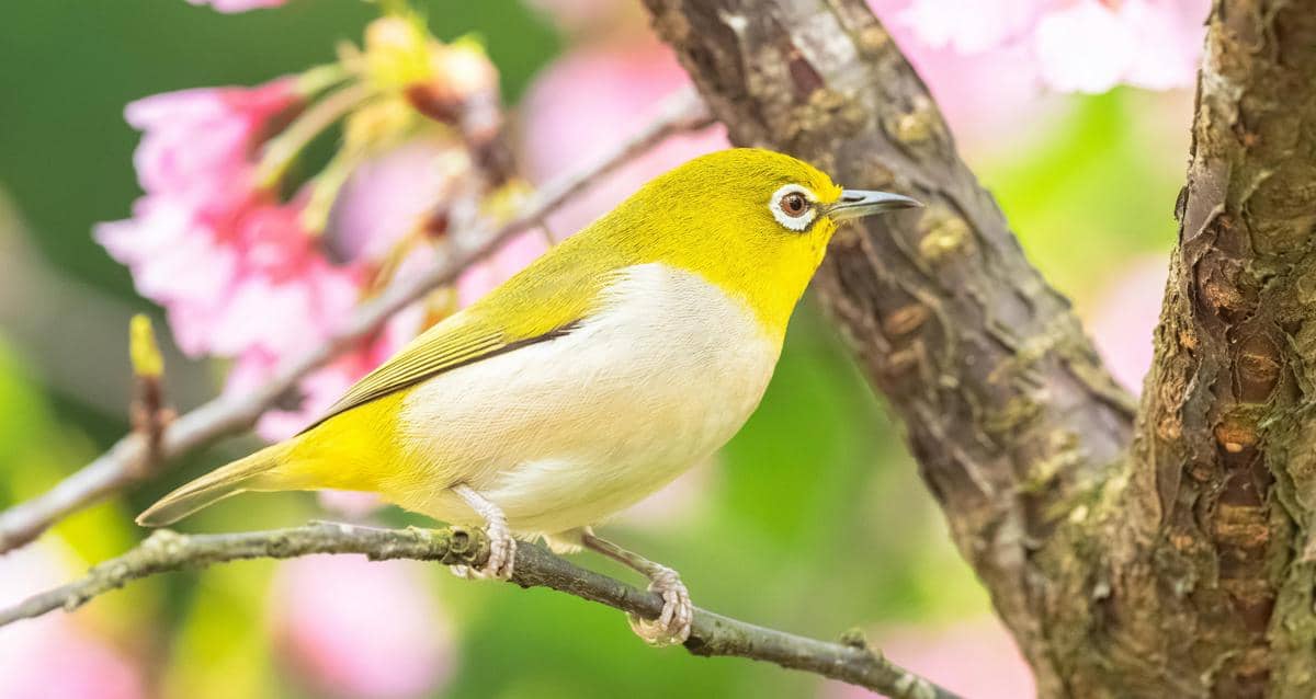 Warbling White-eye pernah lebih dikenal dengan nama Japanese White-eye dalam beberapa referensi ilmiah.