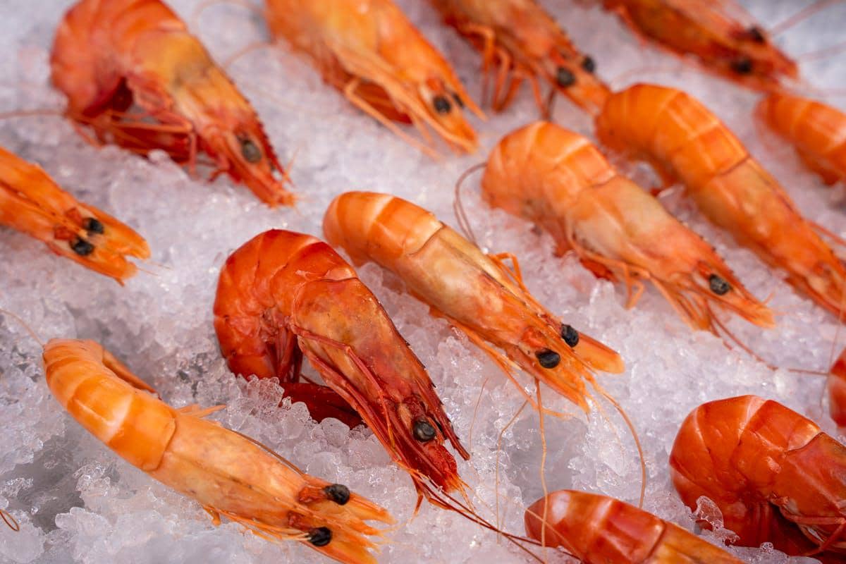 ilustrasi udang segar