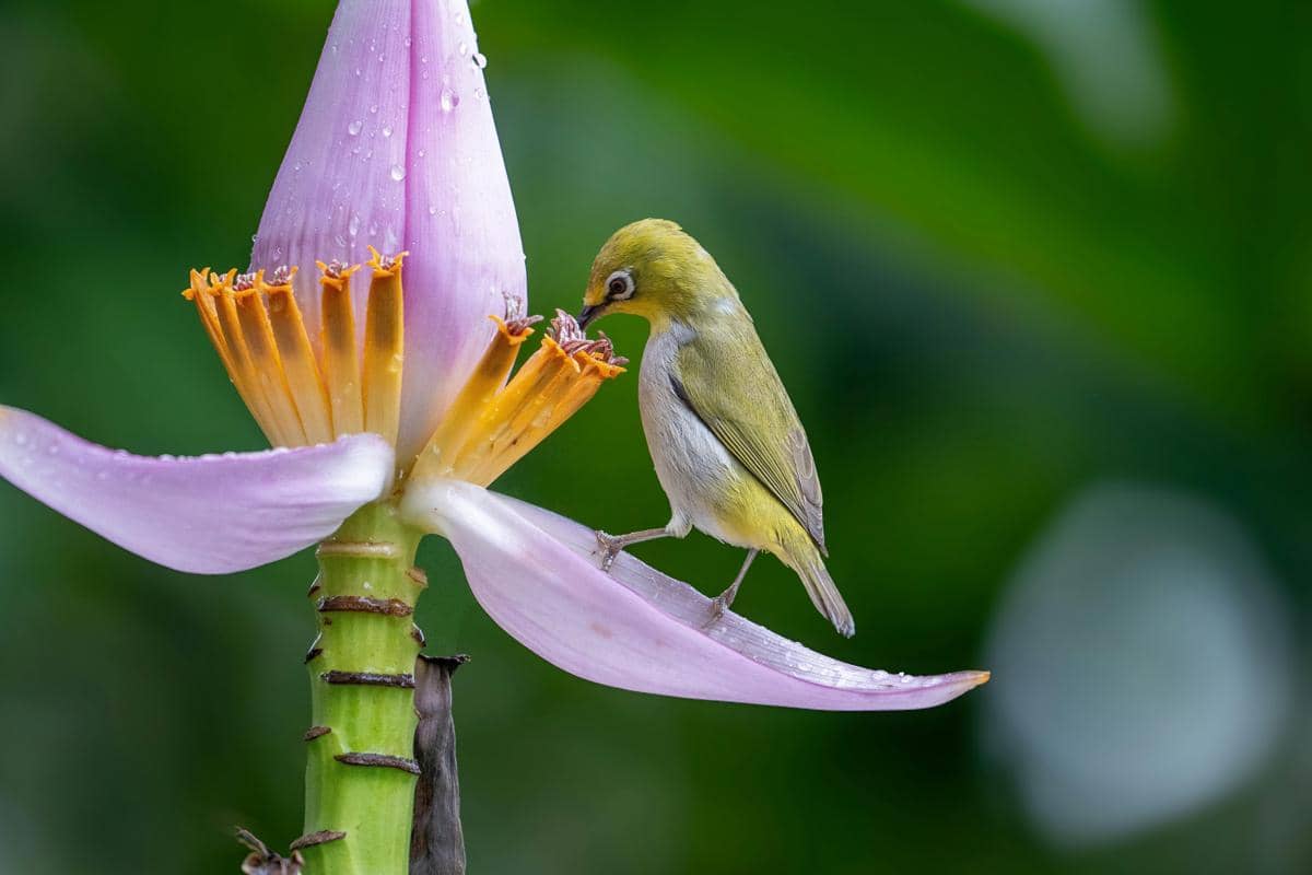 Warbling White-eye memakan nektar, buah-buahan lunak, serta serangga kecil di alam liar.