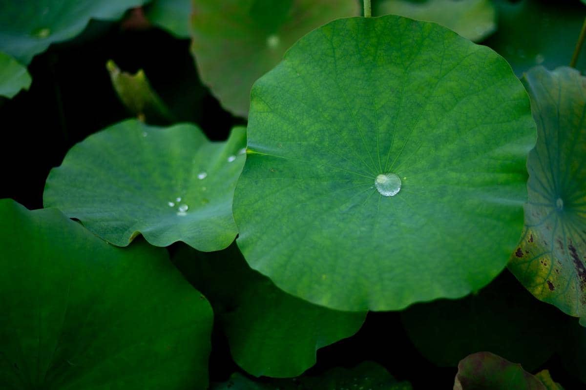 Daun teratai hijau lebar dengan tetesan air di permukaannya di atas kolam, menampilkan tekstur alami dan warna segar.