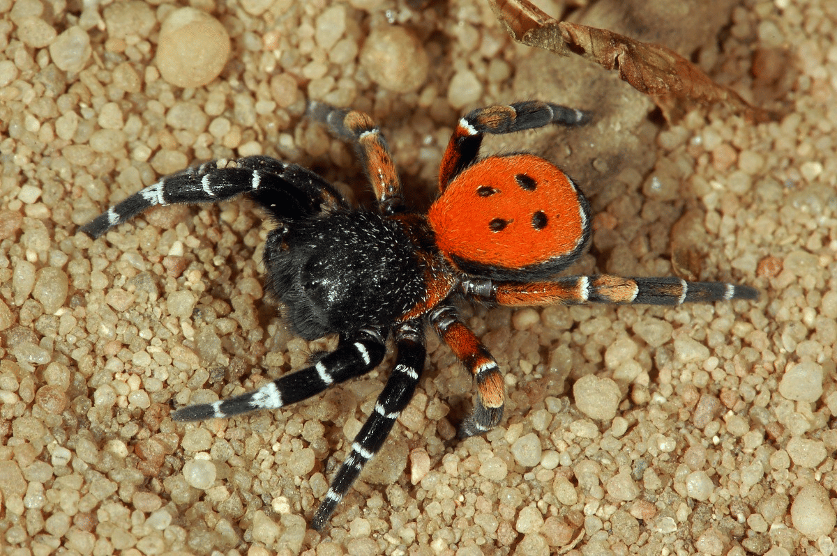 laba-laba ladybird