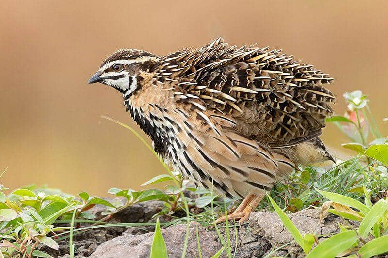 5 Fakta Burung Puyuh Hujan, Suaranya Jadi Pertanda Musim Hujan