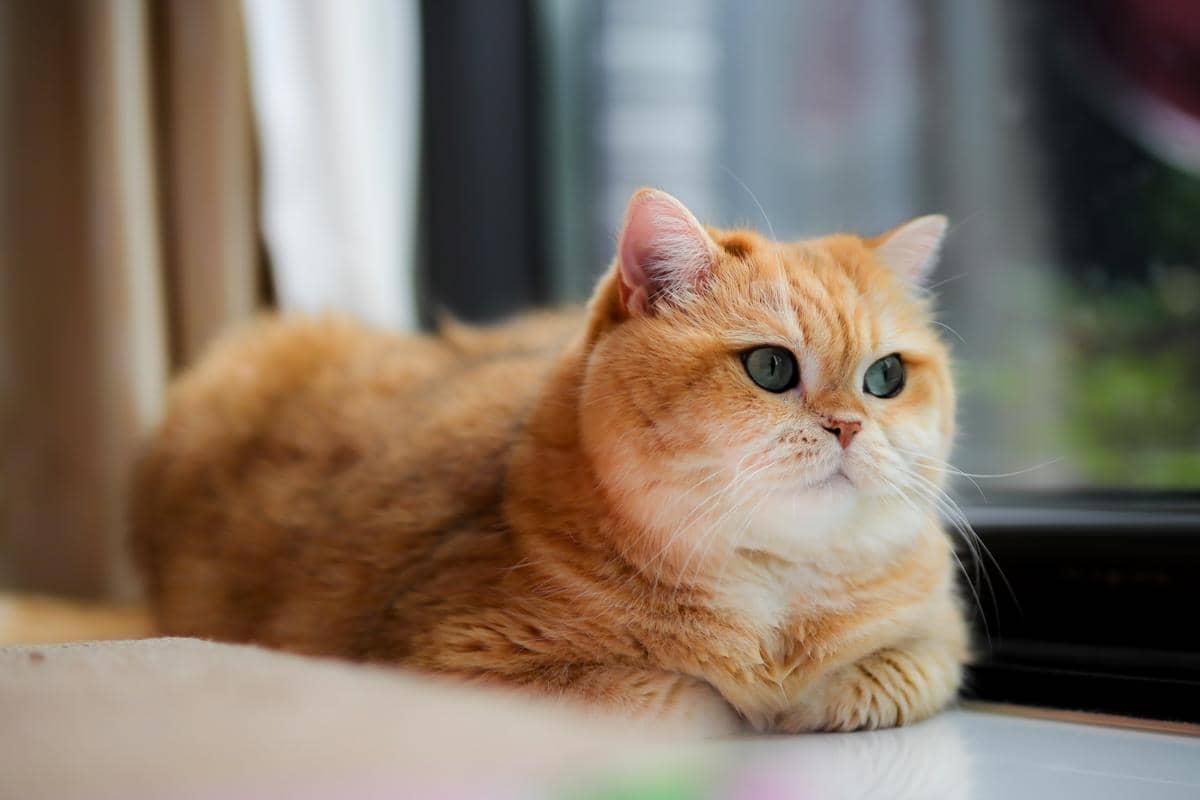 Kucing