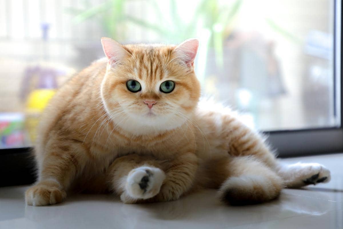 Mengenal Heat Stroke Pada Kucing, Kenali Gejala dan Pencegahannya