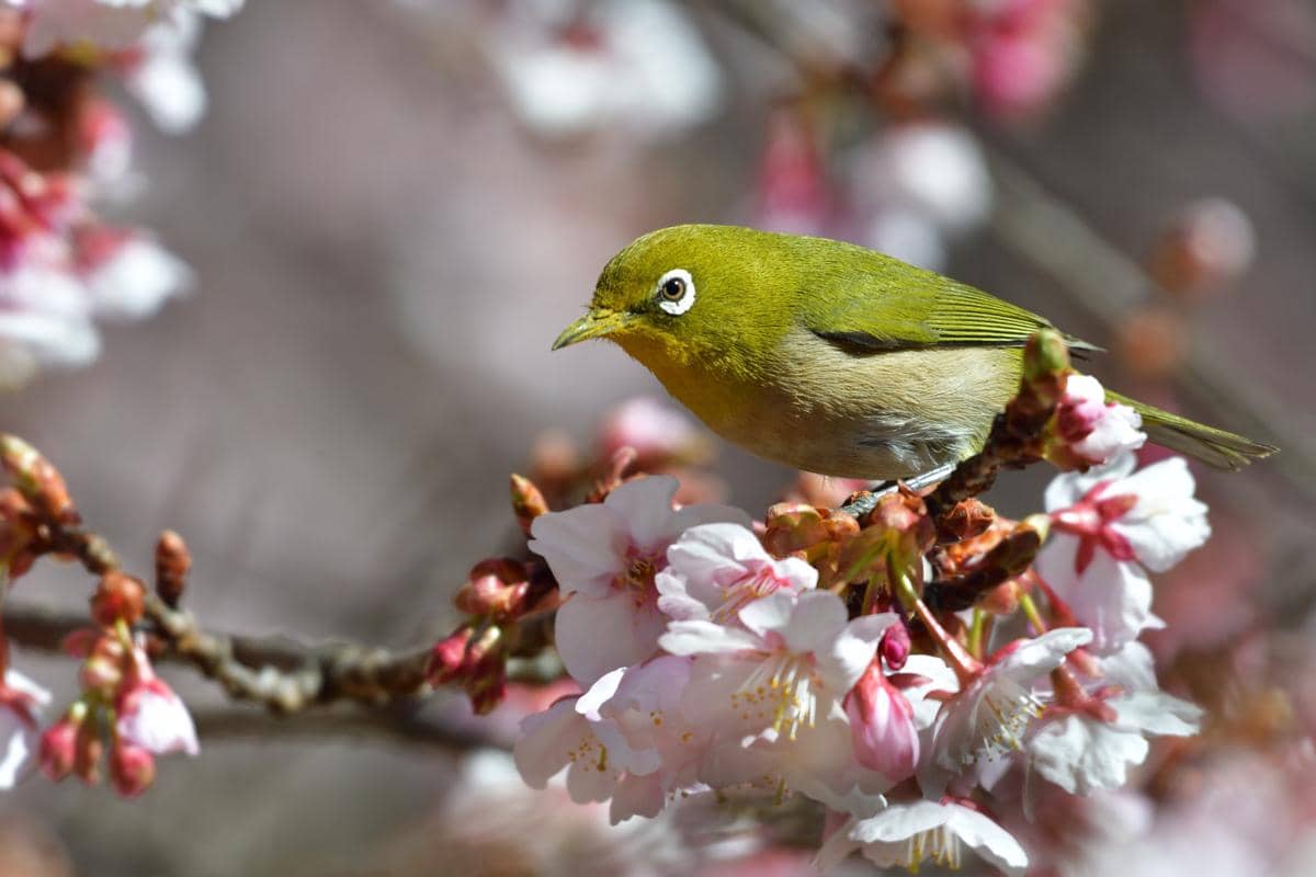 5 Fakta Warbling White Eye, Burung yang Sering Muncul di Pohon Sakura