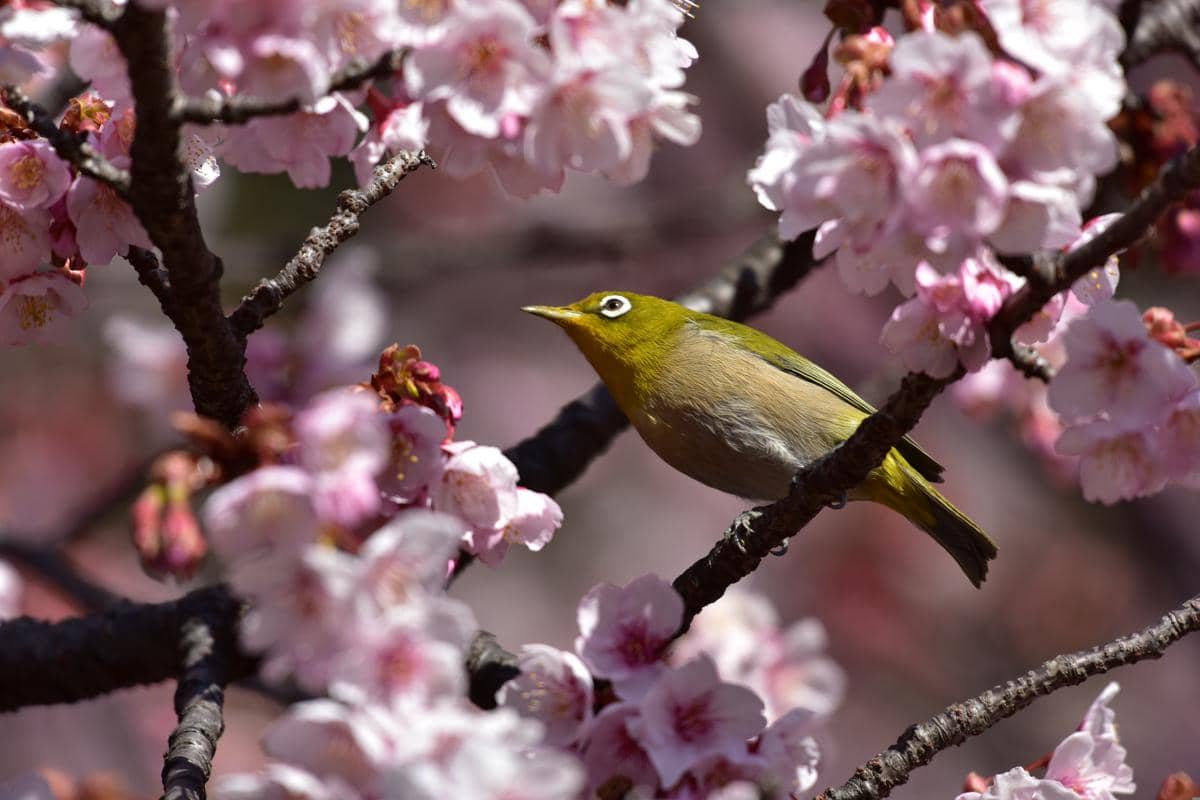 Warbling White-eye sering muncul di pohon sakura saat musim semi, terutama sekitar Februari hingga April.