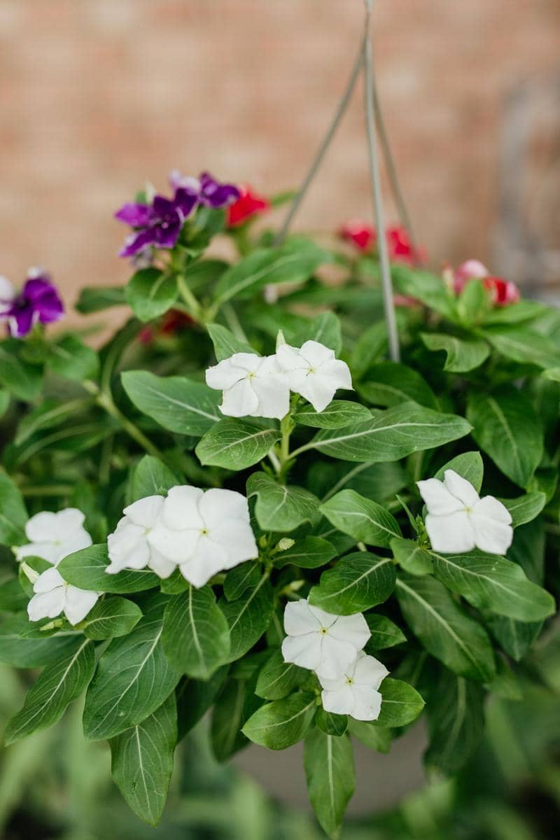 ilustrasi trailing vinca