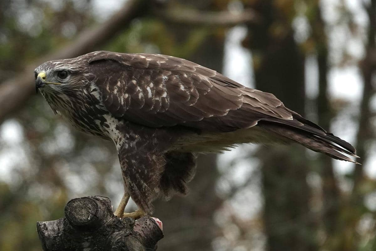 burung elang