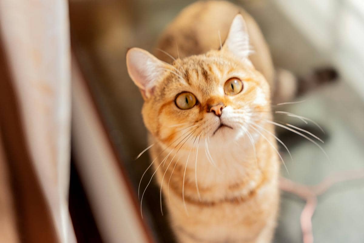 Kucing