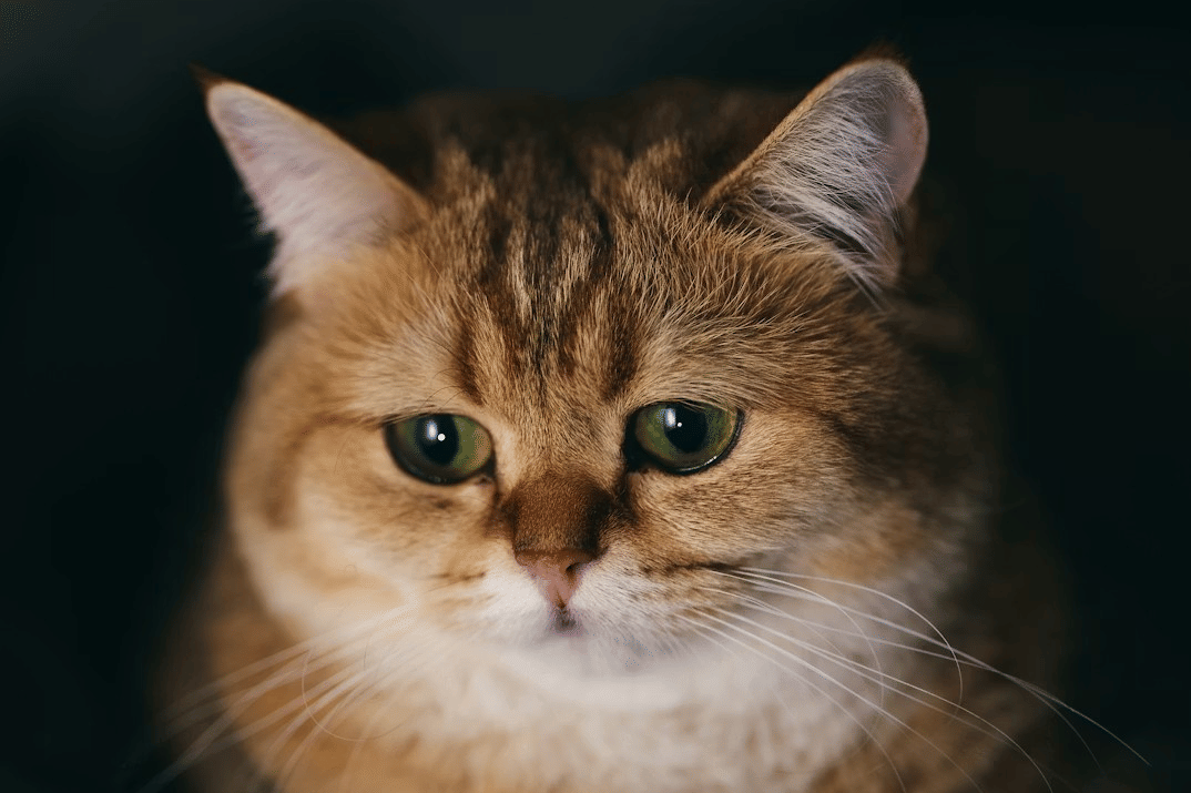 5 Hal yang Bikin Kucing Sedih, Cat Lover Harus Tahu!