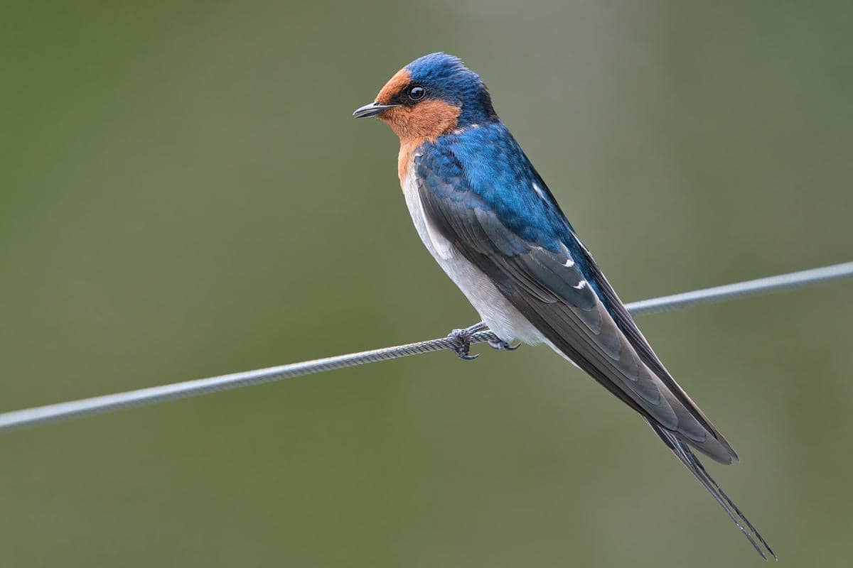 Welcome Swallow
