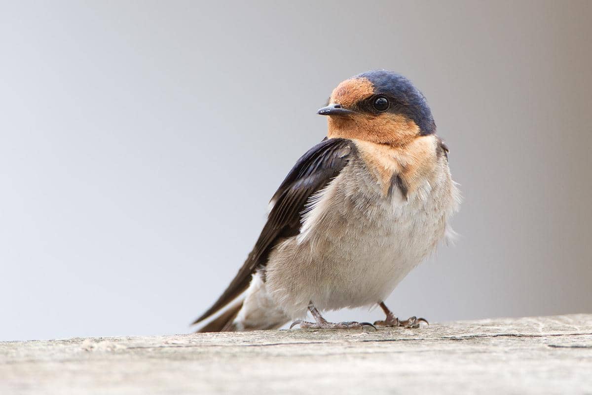 5 Fakta Welcome Swallow, Burung Penanda Musim Semi di Australia