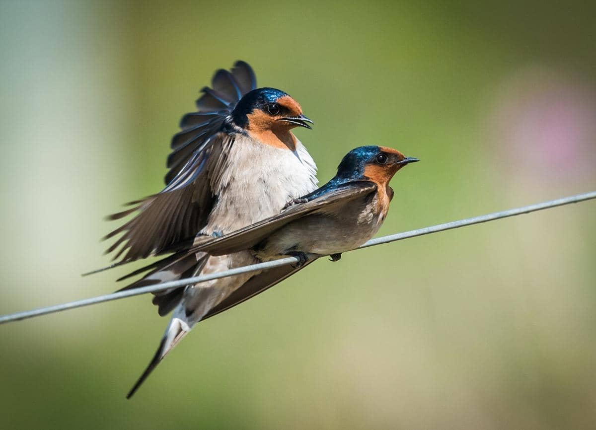 Welcome Swallow
