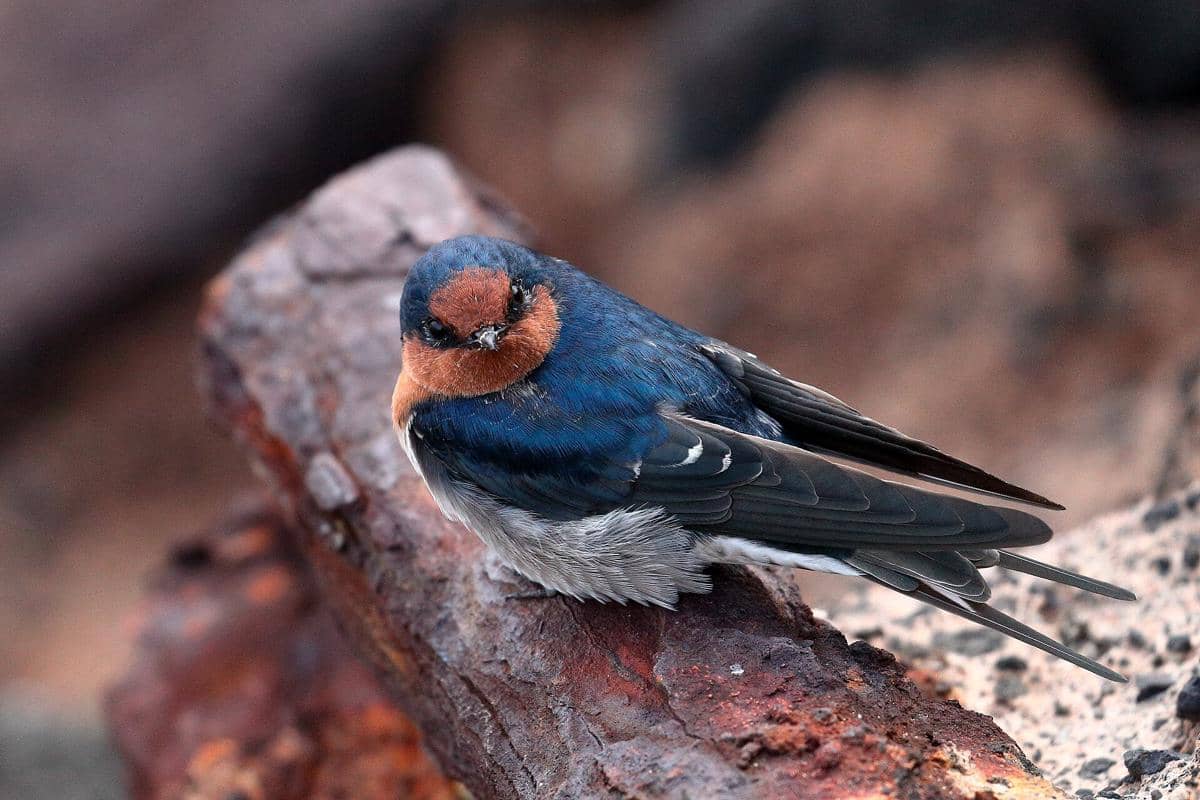 Welcome Swallow