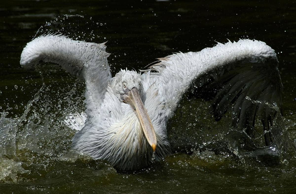 5 Fakta Pelikan Dalmasia, Spesies Burung Pelikan Terbesar di Dunia