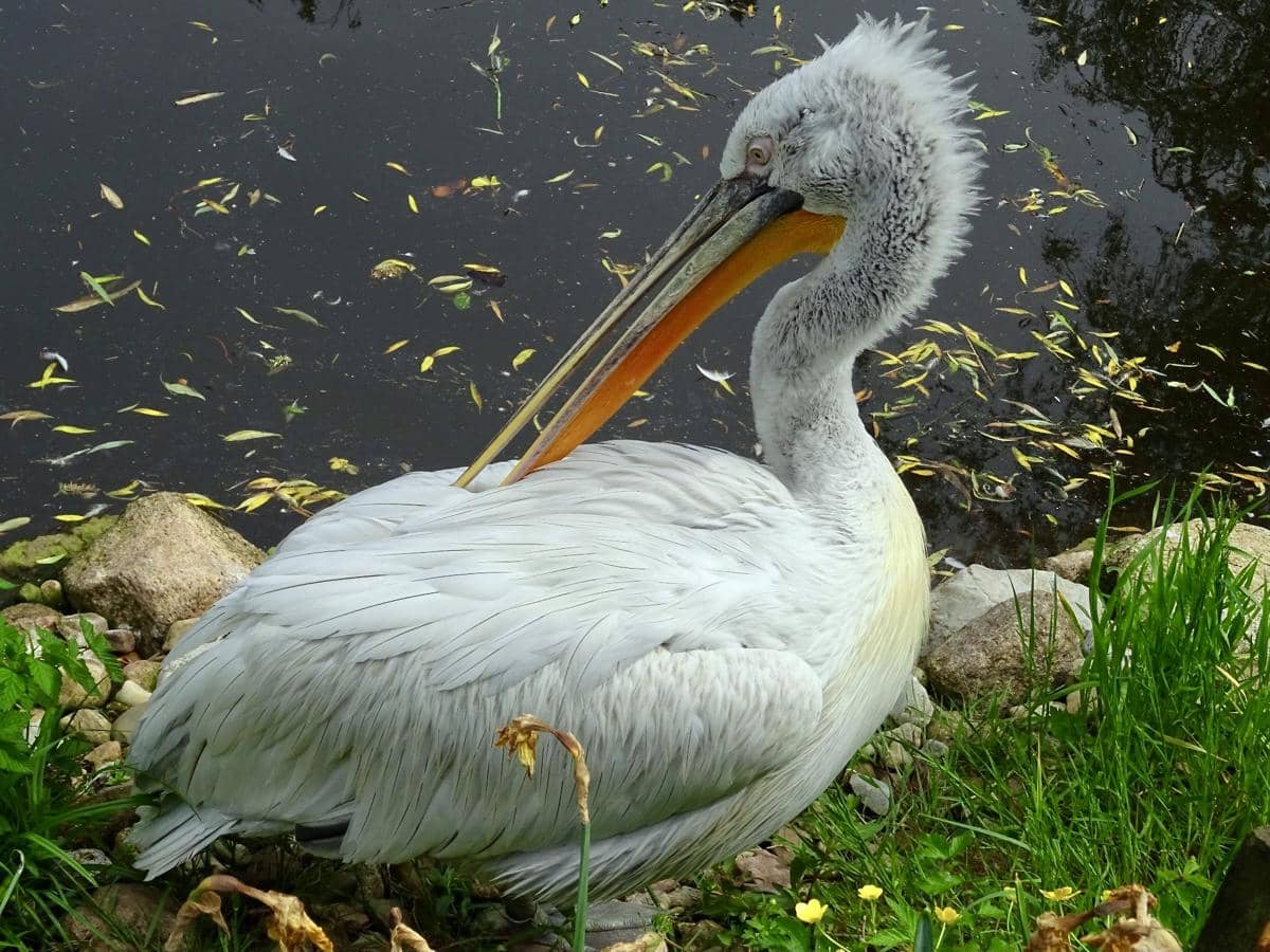 pelikan dalmasia