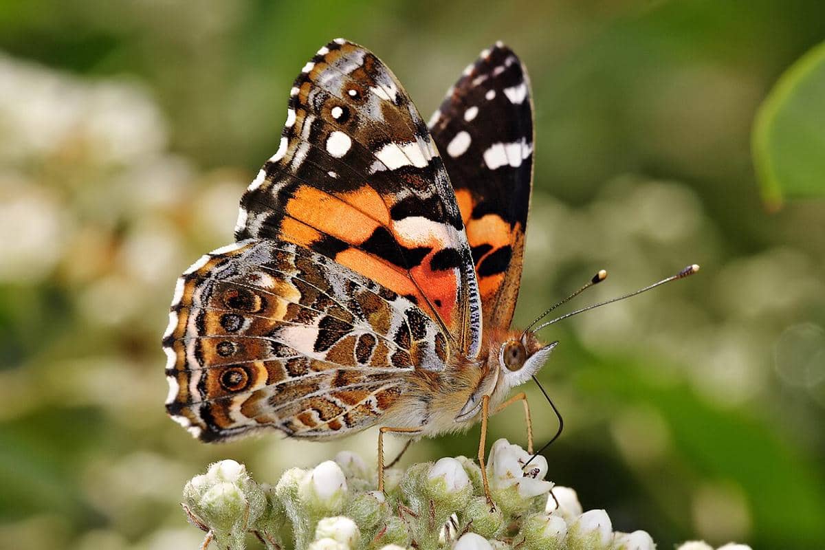 Kupu-kupu Painted Lady 